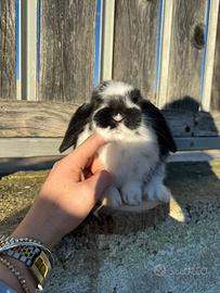 Conigli ariete nano Minilop