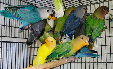 Inseparabili roseicollis