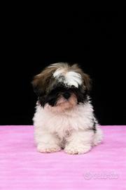 Shih tzu