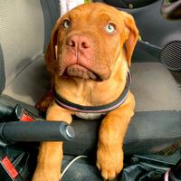 Cuccioli dogo di bordeaux