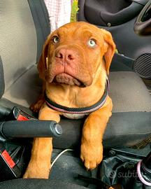 Cuccioli dogo di bordeaux