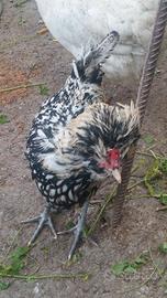 Gallo padovana ciuffata