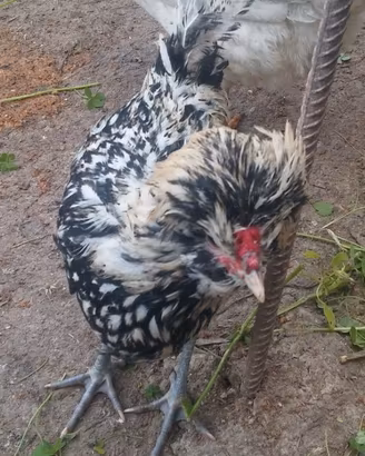 Gallo padovana ciuffata