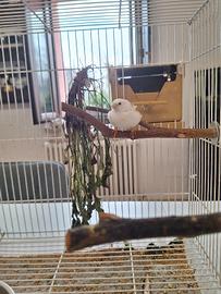 Diamantini bengalini