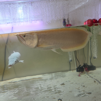 Pesci arovana albino