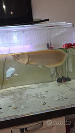 Pesci arovana albino