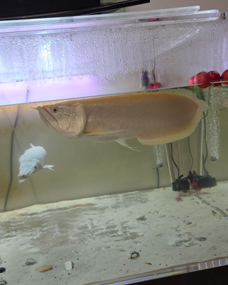 Pesci arovana albino