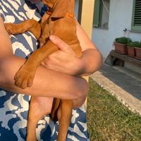 Ultima stupenda cucciola di bracco ungherese ese