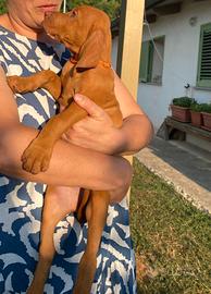 Ultima stupenda cucciola di bracco ungherese ese