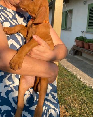 Ultima stupenda cucciola di bracco ungherese ese