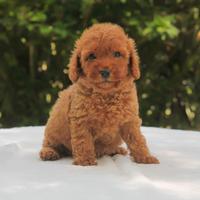 Cucciola di Barboncino