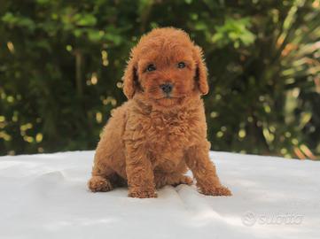 Cucciola di Barboncino