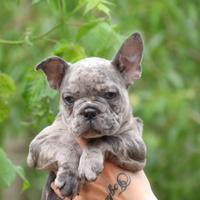 Bulldog francese