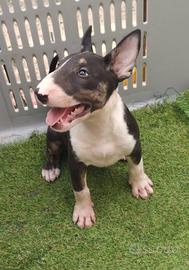 Cucciola di BULL TERRIER inglese standard