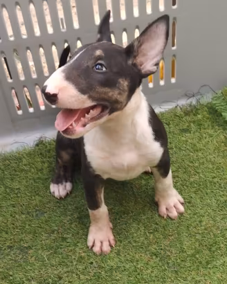 Cucciola di BULL TERRIER inglese standard