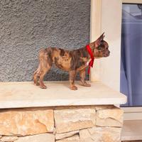 Cucciola di bulldog francese merlè poket