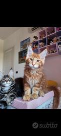 Cucciolo di Maine coon