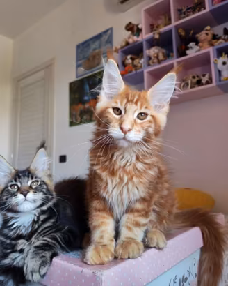 Cucciolo di Maine coon