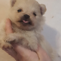 Spitz Pomerania nano