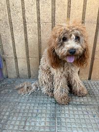 Animali