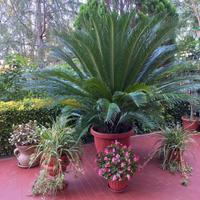 Pianta Cycas di 20 anni