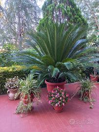 Pianta Cycas di 20 anni