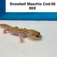 Geco leopardino