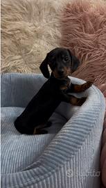 Bassotto con Pedigree Enci