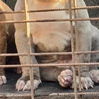 American bully