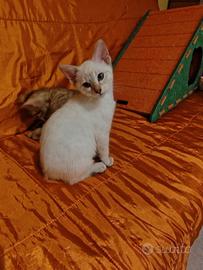 Gattini bengala disponibili