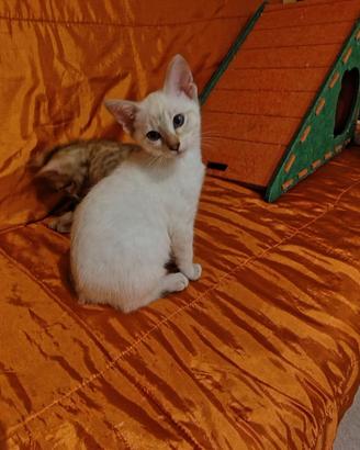 Gattini bengala disponibili