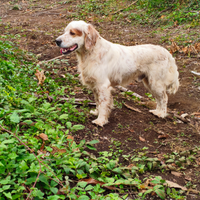 Setter inglese