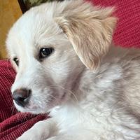Cucciola incrocio golden retriever