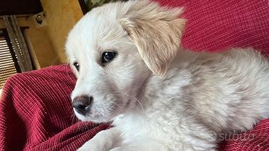 Cucciola incrocio golden retriever