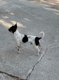 Chihuhua per accoppiamenti