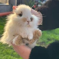 Conigli nani e testa di leone