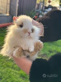 Conigli nani e testa di leone