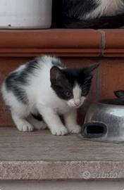 Gattini