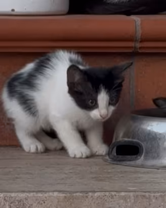 Gattini