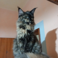 Gatta Maine Coon