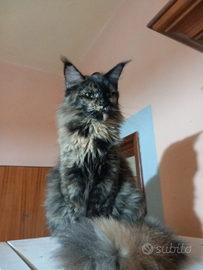 Gatta Maine Coon