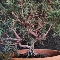 Bonsai ginepro kishu