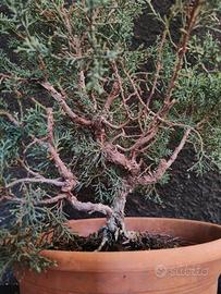 Bonsai ginepro kishu