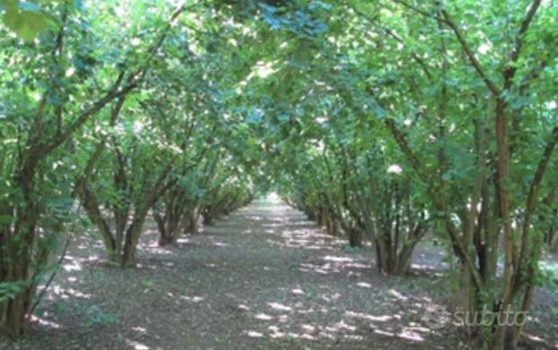 Terreno agricolo noccioleto