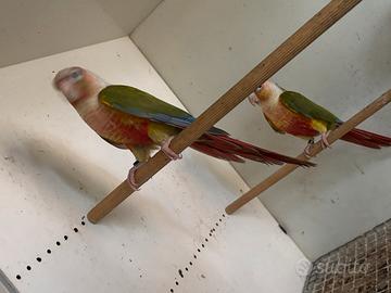 Pyrrhura