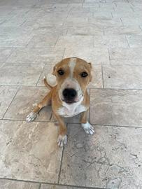 Cucciola meticcia amstaff/pitbull x segugio