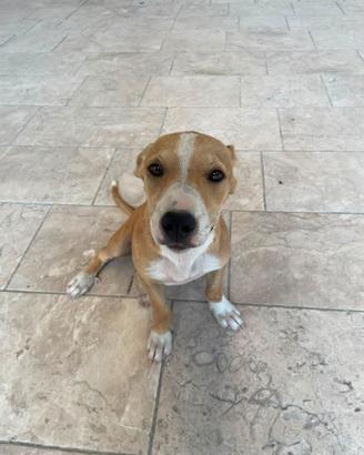 Cucciola meticcia amstaff/pitbull x segugio