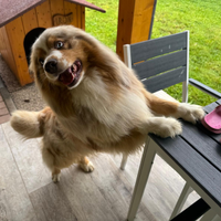 Maschio pastore australiano per monta