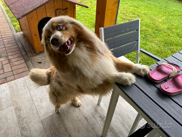 Maschio pastore australiano per monta