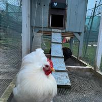 Gallo di cocincina nana